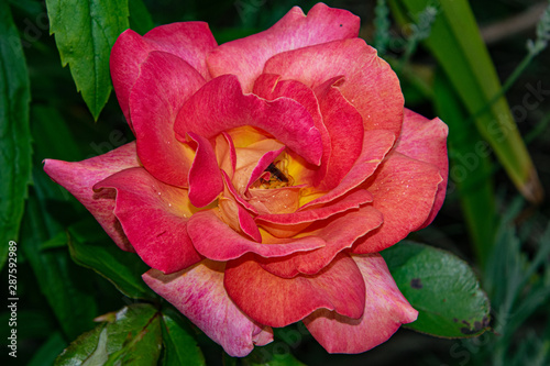 Obraz na płótnie beautiful red pink rose close up, single isolated w salonie