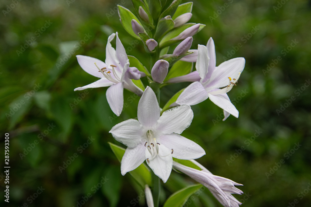 white lily flowers in the natural environment