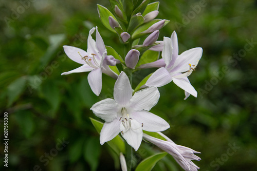 Obraz na płótnie white lily flowers in the natural environment w salonie
