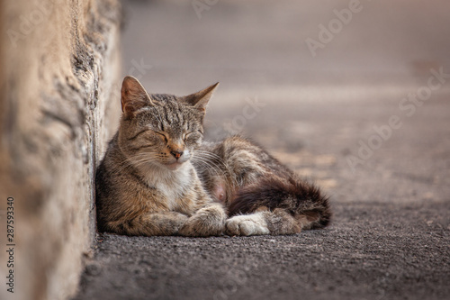 street homeless cat resting against the wall, recently gave birth to kittens, warmed up in the sun, closed her eyes
