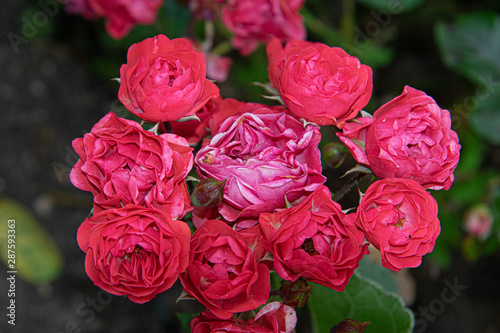 Obraz na płótnie beautiful red roses blossom w salonie