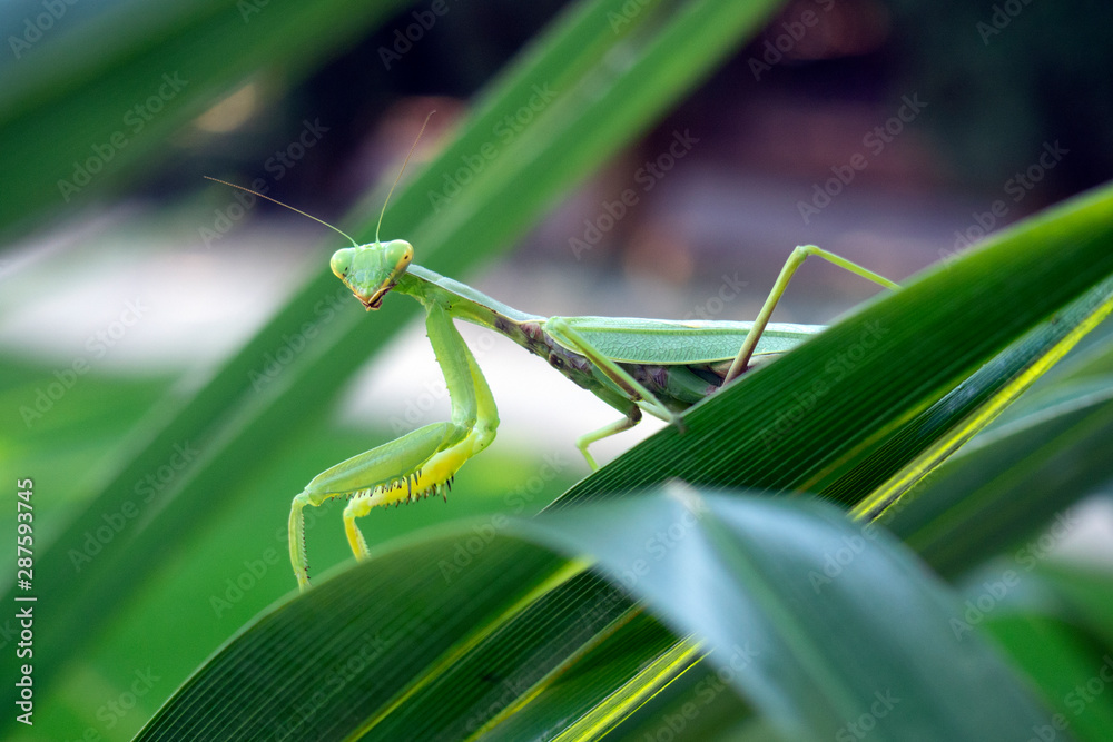 Green mantis on a leaf of palm Green mantis on a leaf of palm