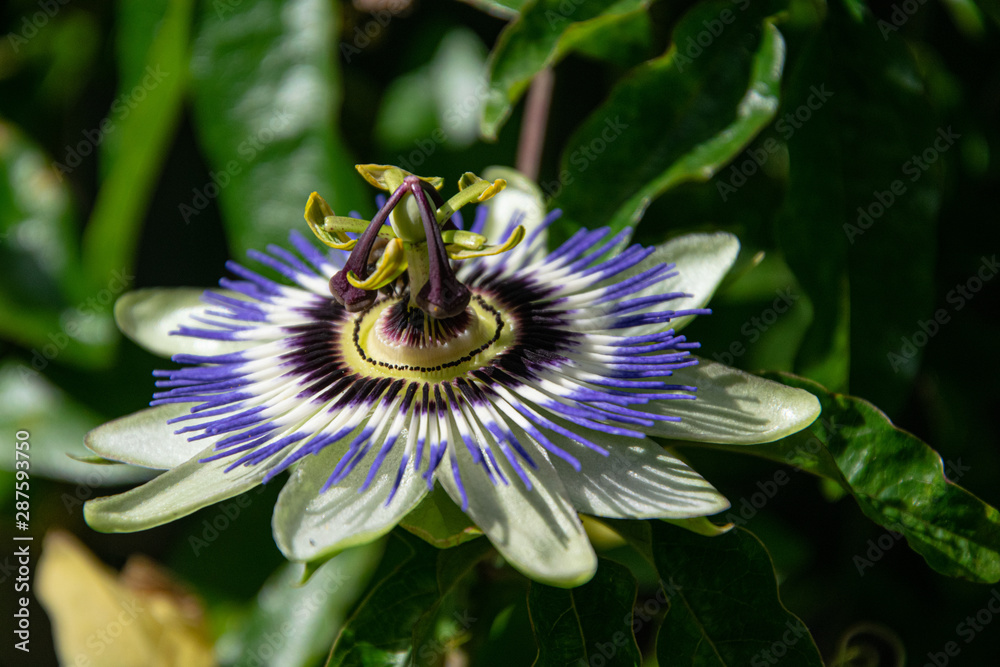 passion flower, single isolated, taken on a sunny day