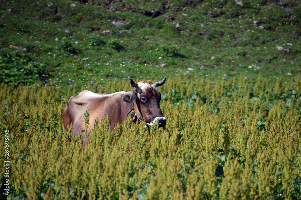 Fototapeta premium Natürliches Bergleben
