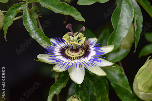Obraz na płótnie passionflower, purple, close up, single isolated w salonie