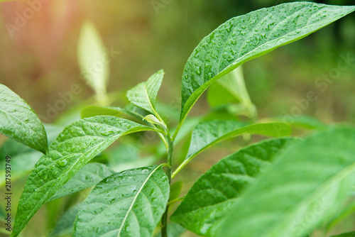 Rain drops on Gymnanthemum extensum leaves​ is a medicinal plant.