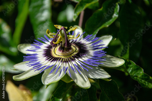 Obraz na płótnie passion flower, single isolated, taken on a sunny day w salonie