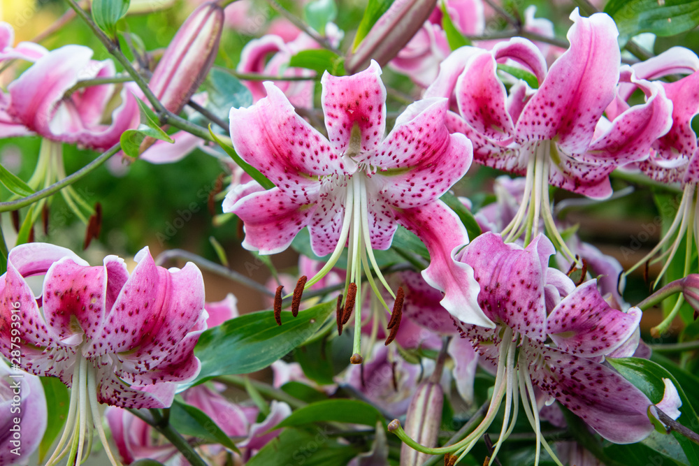 blossom of beautiful pink lily flowers