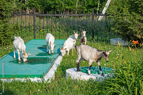 Curious goats are standing on the sewer wells, next to the inscription Treatment facilities in Russian