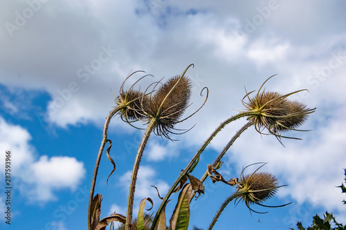 Obraz na płótnie Burdock plant seeds, from the frog perspective, with dramatic blue cloudy sky w salonie