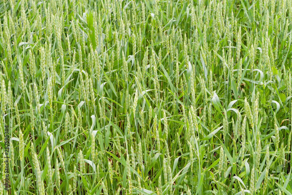 A fragment of a green wheat field as an agricultural background A fragment of a green wheat field as an agricultural background
