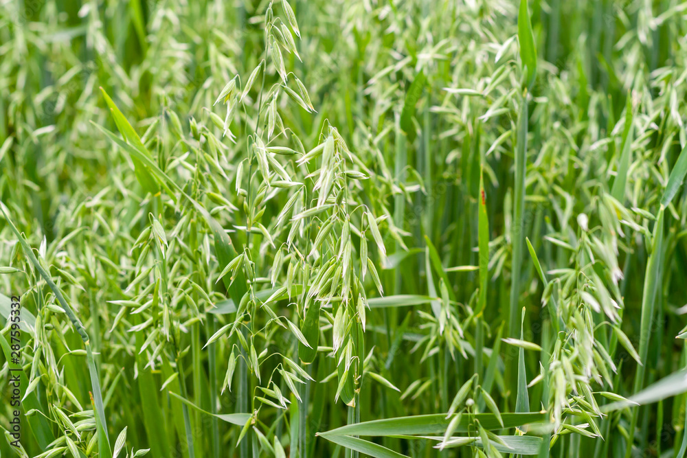 A fragment of a green oat field as an agricultural background