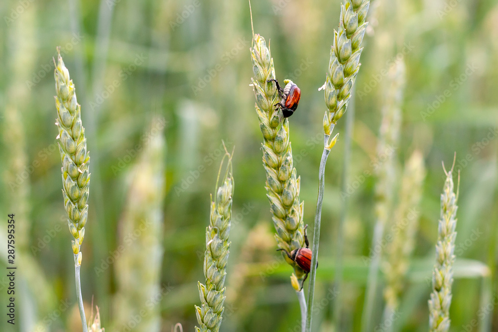 Anisoplia austriaca is a cereal pest on green ears of wheat Anisoplia austriaca is a cereal pest on green ears of wheat