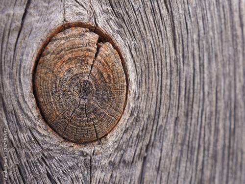 Background from old plank with a bough. Close-up