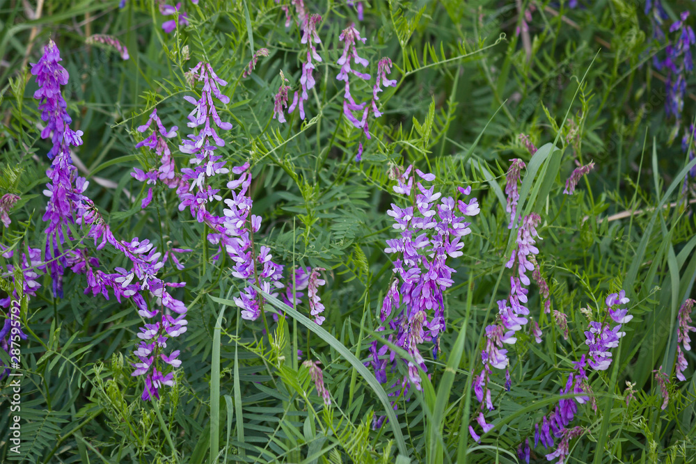 Flowering meadow with purple flowers vetch Flowering meadow with purple flowers vetch