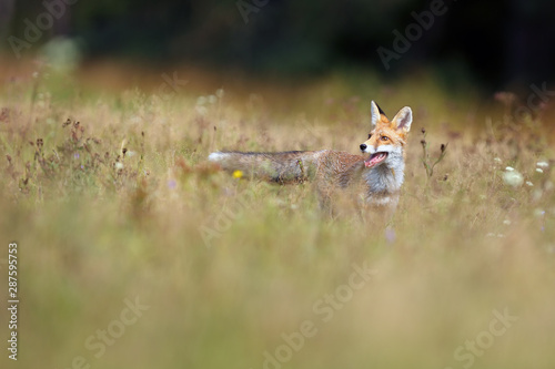 Fototapeta Naklejka Na Ścianę i Meble -  The red fox (Vulpes vulpes) looks for food in a meadow. Young red fox on green field with dark spruce forest in background.