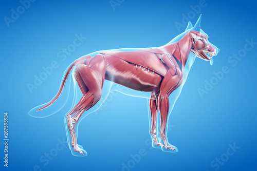 3d rendered anatomy illustration of the canine muscle system