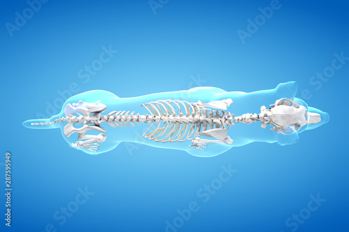 Foto 3d rendered anatomy illustration of the canine