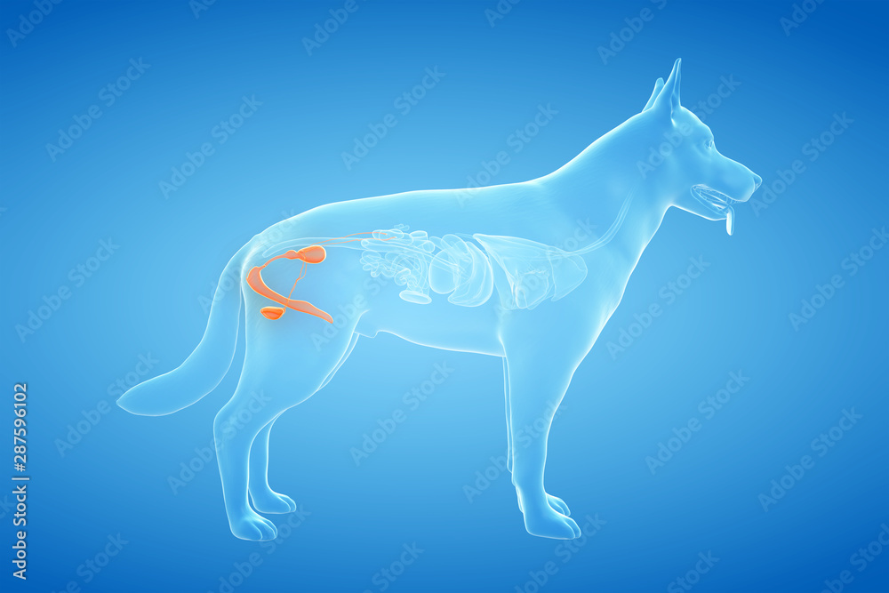 Obraz premium 3d rendered anatomy illustration of the canine genitals