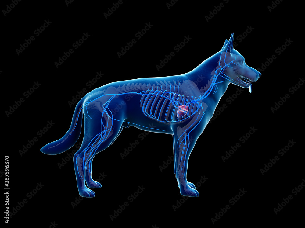 Obraz premium 3d rendered anatomy illustration of the canine veins
