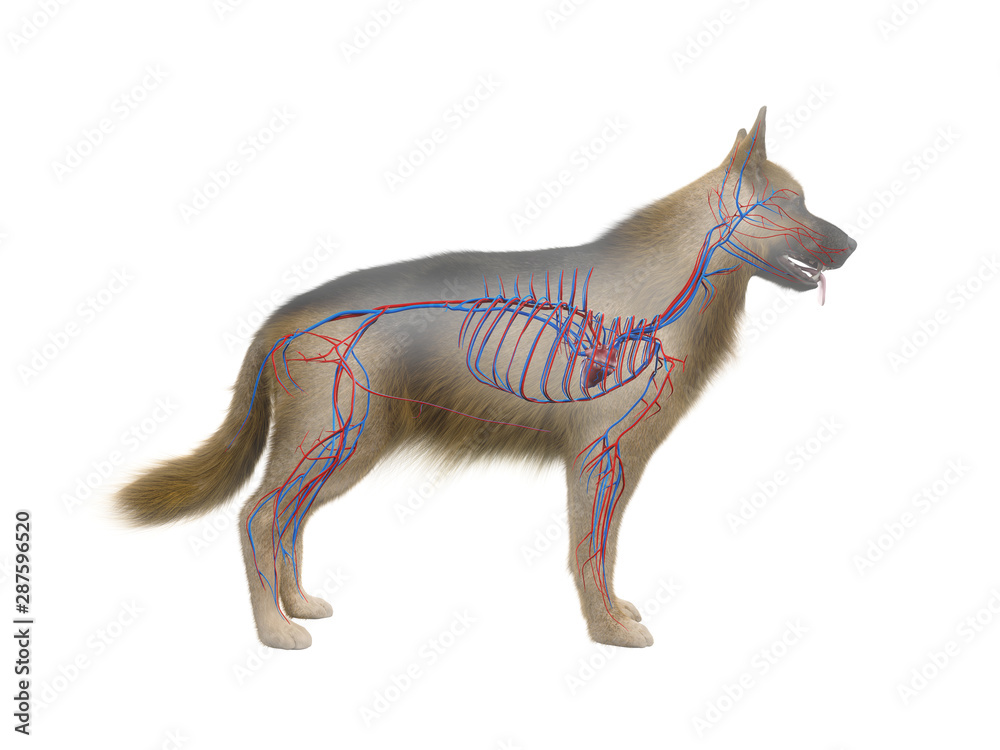 3d rendered anatomy illustration of the canine vascular system 3d rendered anatomy illustration of the canine vascular system