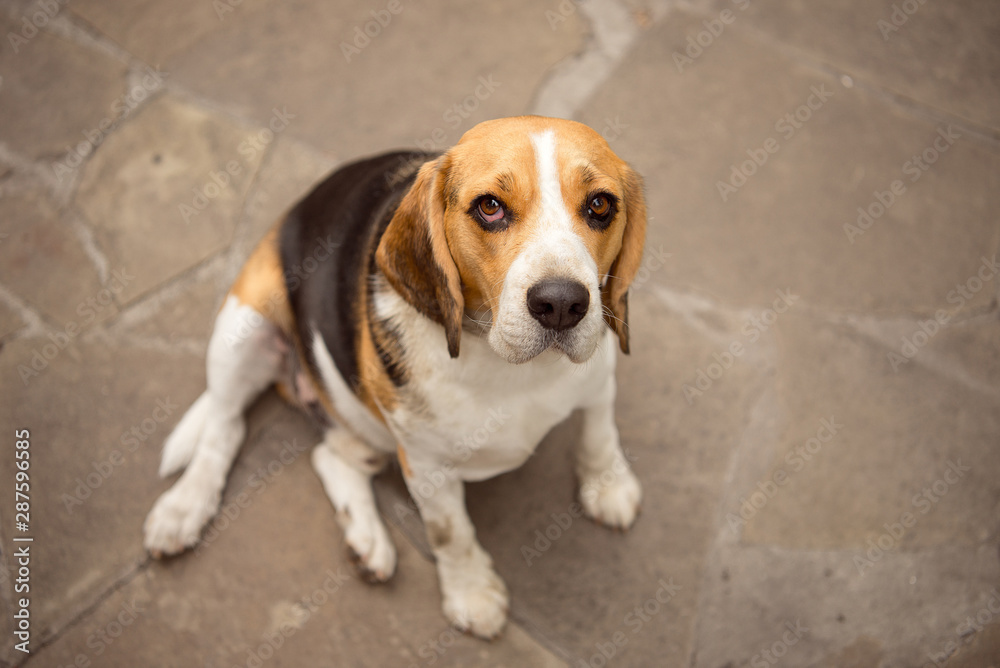 Old beagle dog sitting on a stone floor and looking at the camera