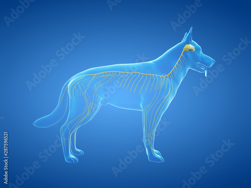 3d rendered anatomy illustration of the canine nervous system
