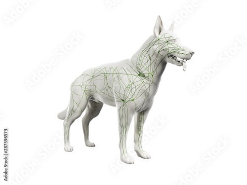 3d rendered anatomy illustration of the canine lymphatic system