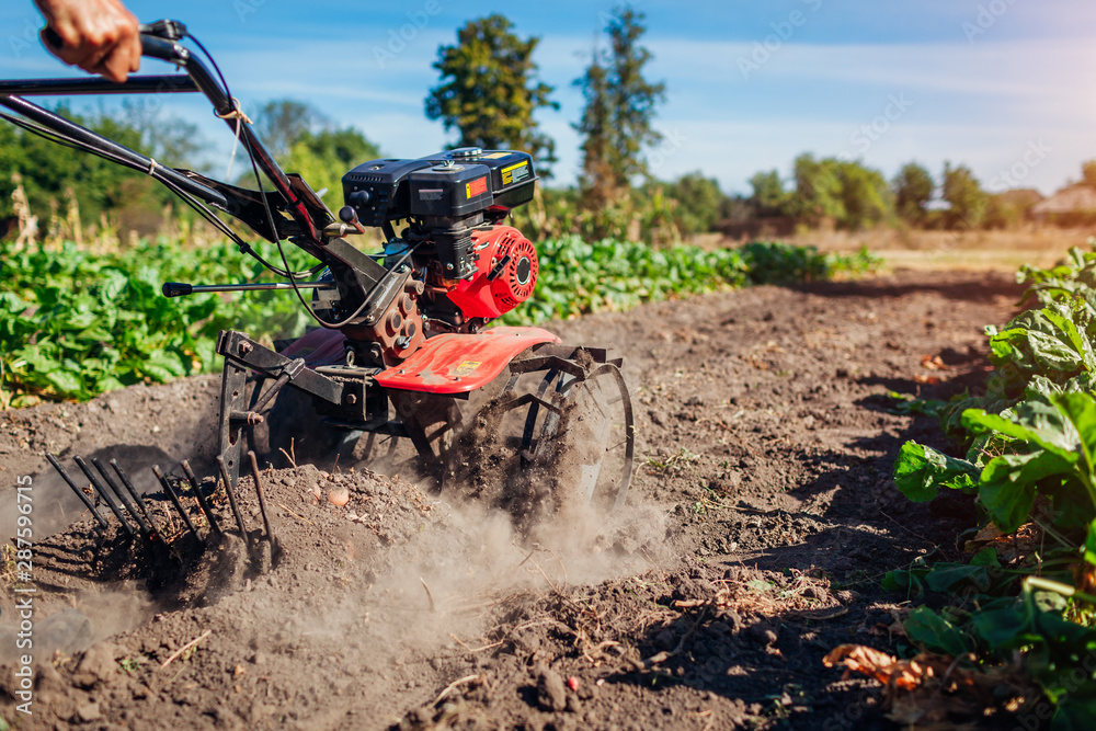 Farmer driving small tractor for soil cultivation and potato digging. Autumn harvest potato picking Farmer driving small tractor for soil cultivation and potato digging. Autumn harvest potato picking