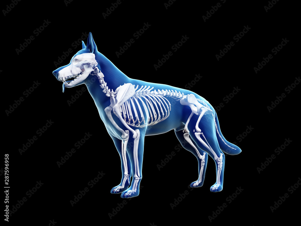 3d rendered anatomy illustration of the canine skeleton