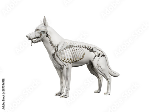 Foto 3d rendered anatomy illustration of the canine skeleton