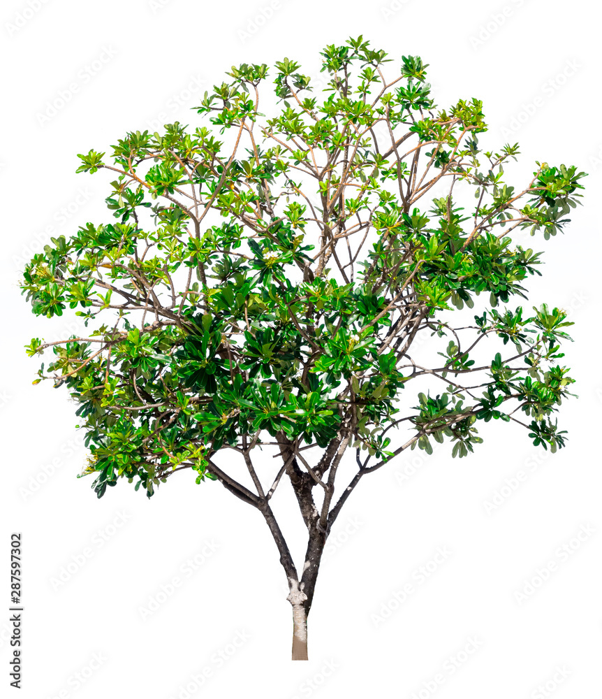 A tree on a white background A tree on a white background