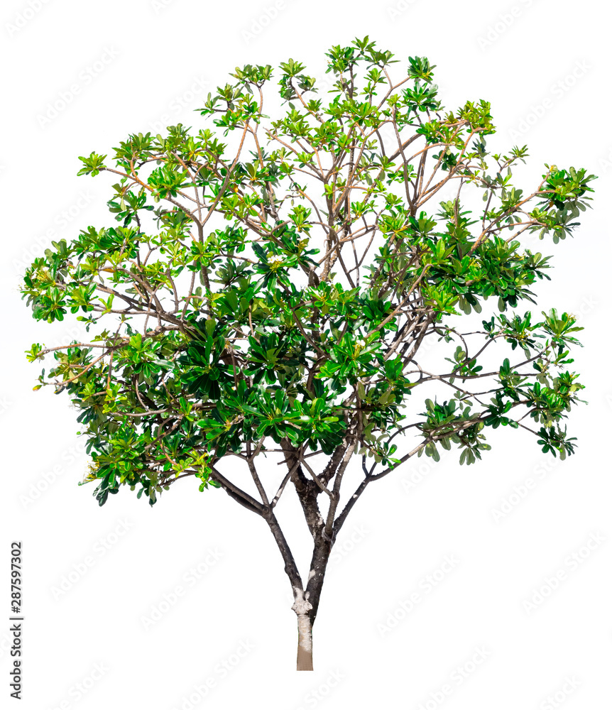 A tree on a white background