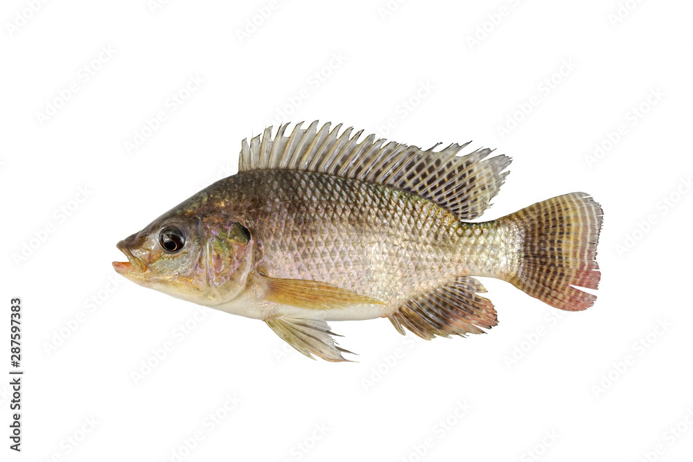 Tilapia isolated on white background Tilapia isolated on white background