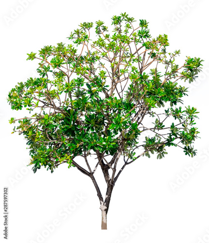 A tree on a white background