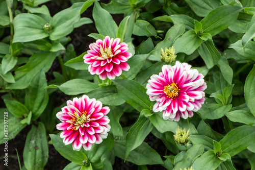 Three red and white and yellow Zinnia elegans flowers with bud and green leaves in a park in summer