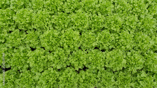 top view high quality of hydroponic tecnology green vegetable in the greenhouse farm.
