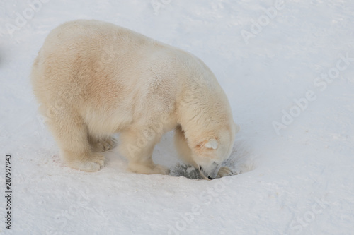 Polar bear digging a hole in snow, looking for some food photo