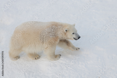 Happily walking polar bear on snow