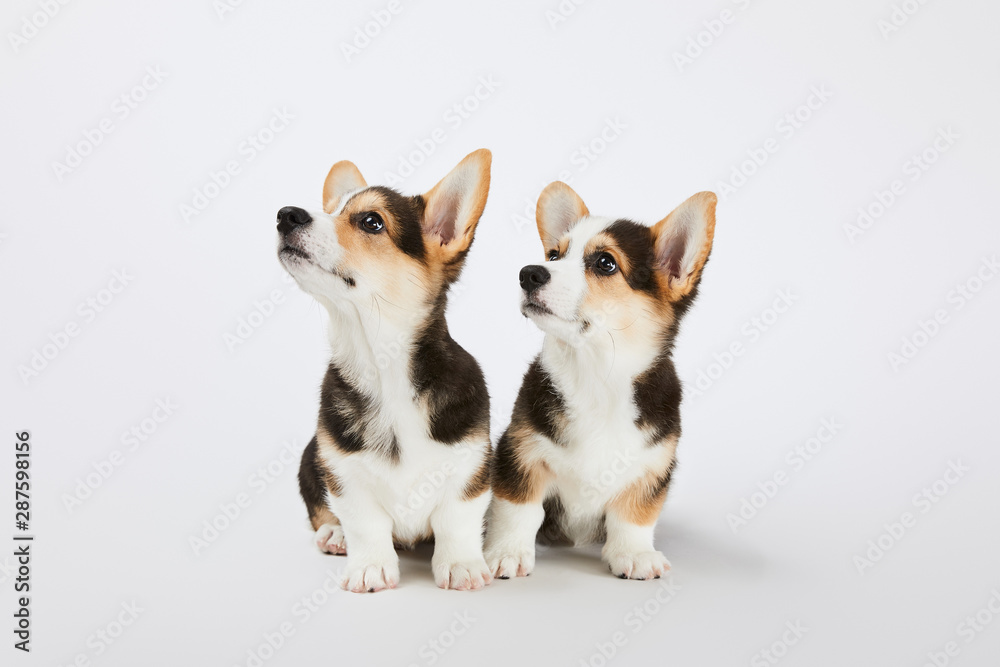 cute welsh corgi puppies looking away on white background cute welsh corgi puppies looking away on white background