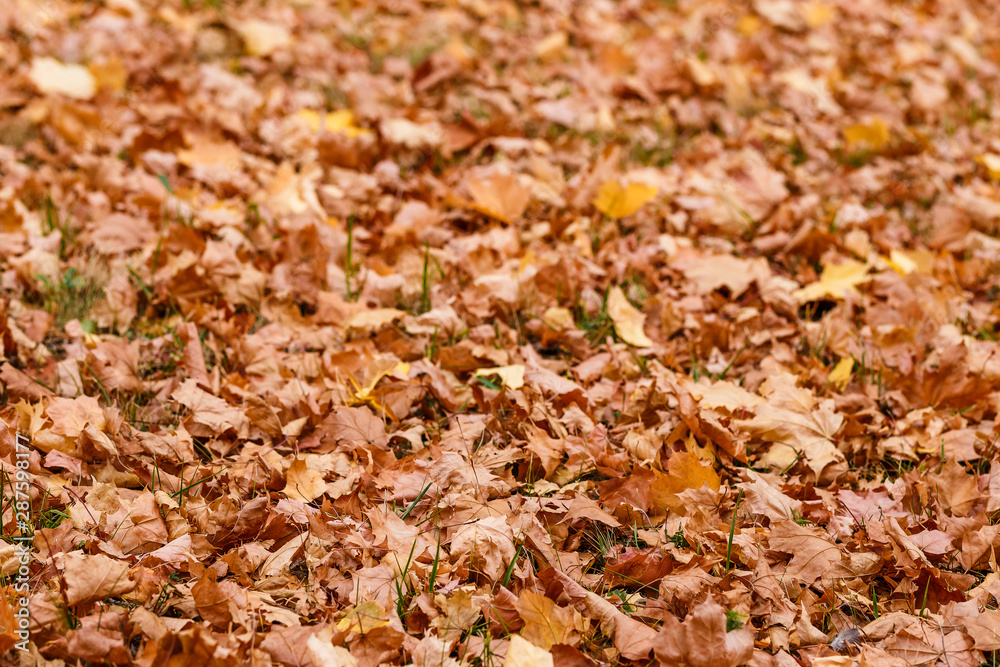 fallen beautiful orange maple leaves, background