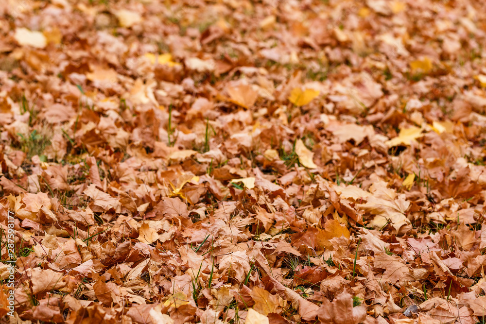 fallen beautiful orange maple leaves, background fallen beautiful orange maple leaves, background