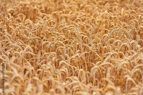 Field with a harvest of ripe golden wheat