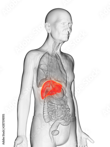 3d rendered anatomy illustration of an elderly mans liver