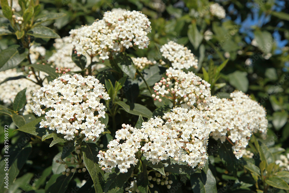 Fleurs de Viburnum tinus Fleurs de Viburnum tinus