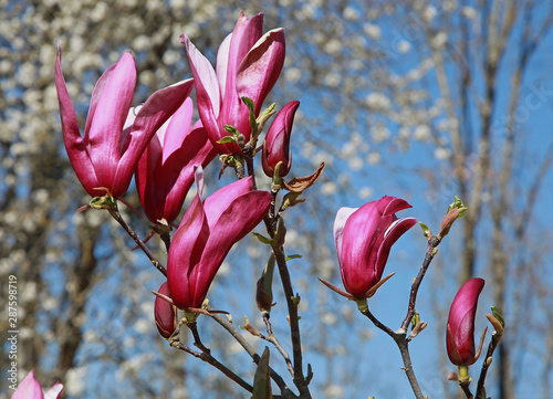 Magnolia liliiflora 'Nigra' photo