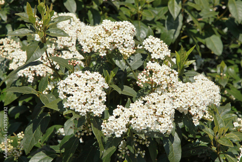 Fleurs de Viburnum tinus photo