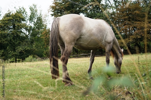 Wildes Pferd,wild horse,tarpan,horse, animal, horses, grass, field, farm, grazing, nature, meadow, mammal, pasture, animals, green, brown, mare, rural, foal, white, mane, summer, domestic, outdoor, photo