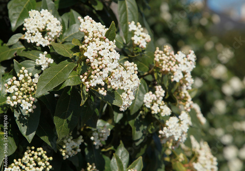 Tableau sur toile Fleurs de Viburnum tinus