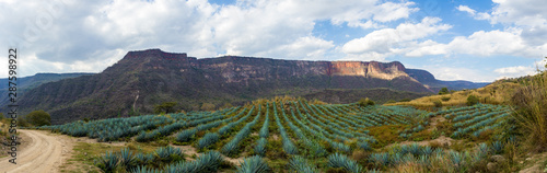 tequila jalisco